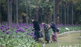 昆明植物园爆料视频最新,探秘神秘植物世界，揭秘珍稀物种之谜